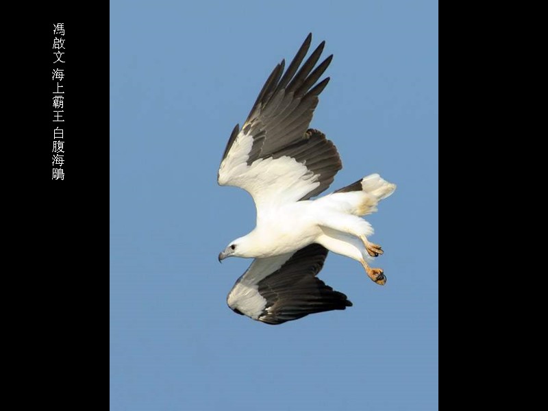 馮啟文 海上霸王 白腹海鵰